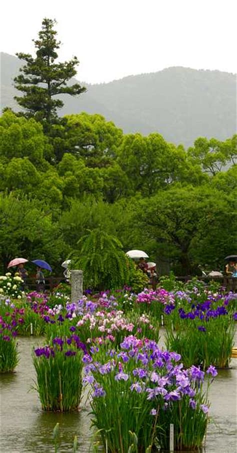 iris garden 中山